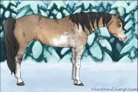 Horse Color:Buckskin Ice Sabino 