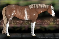 Horse Color:White Spotted Liver Chestnut Splash Rabicano