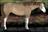 Horse Color:Liver Red Dun Splash Rabicano