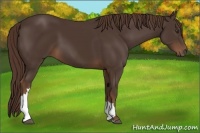 Horse Color:Liver Chestnut 