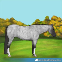 Horse Color:Smoky Blue Roan 