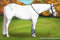 Horse Color:Smoky Blue Roan Splash Appaloosa 