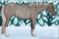 Horse Color:Silver Blue Roan Rabicano 