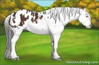 Horse Color:White Spotted Liver Chestnut Splash Appaloosa