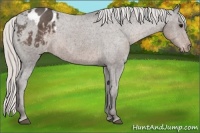 Horse Color:Silver Black Sabino Varnish 
