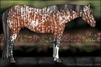 Horse Color:Brown Appaloosa and Brown