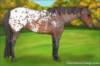 Horse Color:Bay Roan Appaloosa 