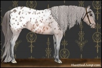 Horse Color:Bay Roan Appaloosa 