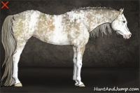 Horse Color:White Spotted Liver Red Dun 