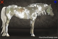 Horse Color:White Spotted Chocolate Palomino
