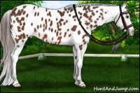 Horse Color:Bay Appaloosa 