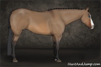 Horse Color:Bay Dun Splash