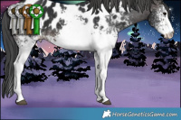 Horse Color:White Spotted Brown Blanket 