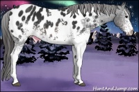 Horse Color:White Spotted Brown Appaloosa 
