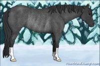 Horse Color:Blue Roan Rabicano 