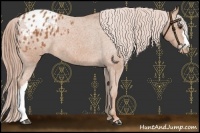 Horse Color:Chestnut Appaloosa 