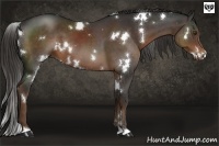 Horse Color:White Spotted Liver Chestnut 