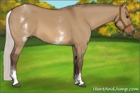 Horse Color:White Spotted Silver Bay Dun