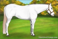 Horse Color:Buckskin Sabino Snowcap 