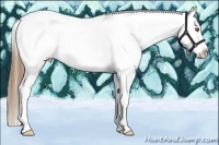 Horse Color:Buckskin Splash Appaloosa 