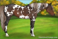 Horse Color:White Spotted Liver Chestnut