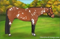 Horse Color:White Spotted Bay 