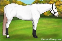 Horse Color:Chocolate Brown Dun Frame Appaloosa 