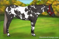 Horse Color:White Spotted Liver Chestnut