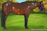 Horse Color:White Spotted Bay 