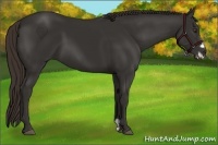 Horse Color:Liver Chestnut Frame 