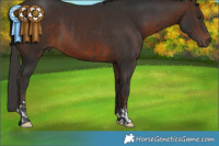 Horse Color:Liver Chestnut Rabicano  and Brown Rabicano 