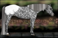 Horse Color:Black Sabino Appaloosa 