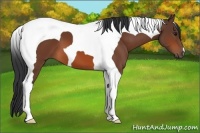 Horse Color:Bay Tobiano 
