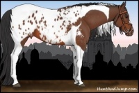 Horse Color:Bay Tobiano Appaloosa