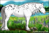 Horse Color:White Spotted Black Appaloosa