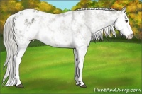 Horse Color:Chocolate Palomino Sabino Appaloosa 