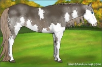 Horse Color:Liver Chestnut Sabino Splash 