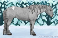 Horse Color:Black Appaloosa
