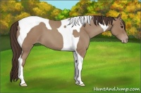 Horse Color:Classic Champagne Roan Tobiano 
