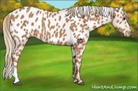 Horse Color:Chestnut Appaloosa 