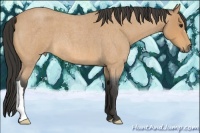 Horse Color:Buckskin Roan 