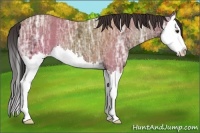 Horse Color:Bay Ice Splash 