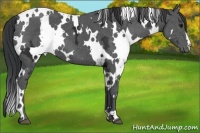 Horse Color:White Spotted Black Ice 