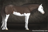 Horse Color:Liver Chestnut Splash 
