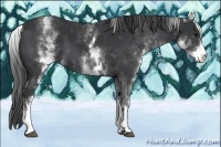 Horse Color:White Spotted Black