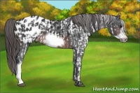 Horse Color:White Spotted Brown Appaloosa Rabicano  and Brown Frame Appaloosa 