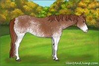 Horse Color:White Spotted Chestnut 
