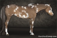 Horse Color:White Spotted Liver Chestnut Sabino 