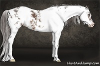 Horse Color:Liver Chestnut Sabino 