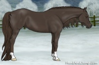 Horse Color:Liver Chestnut 